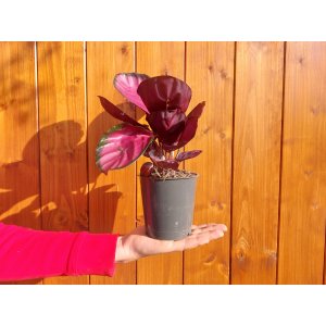 Kalatea (Calathea roseopicta) ´CRIMSON´ - výška 15-20 cm, kont.C1L